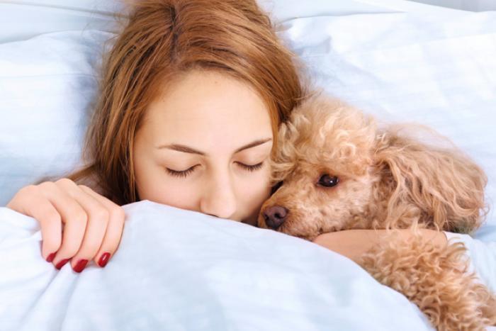 hond in bed 