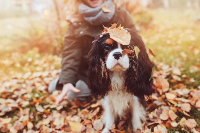 hond in de herfst 