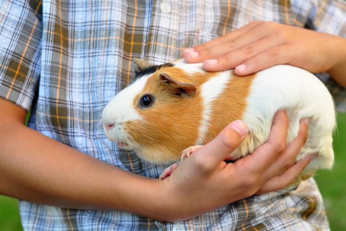 cavia 